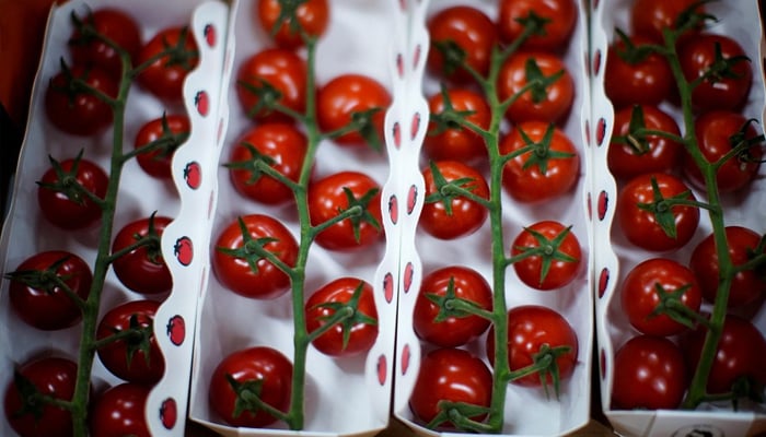 Tomatoes are seen at Hengda greenhouse in Shanghai, China May 25, 2021. Photo— REUTERS/Aly Song