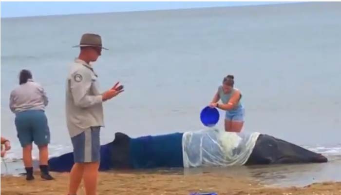 Woman waters whale to keep it wet.—Screengrab via Youtube/Hervey Bay Snake Catchers