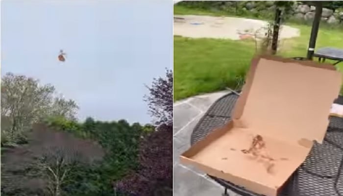 Internet skeptis atas video viral burung camar mencuri pizza