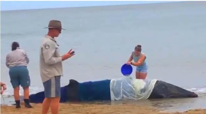 Video: Beachgoers bravely rescue stranded whale