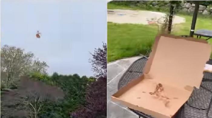 Video: Internet sceptical over viral video of seagull stealing pizza