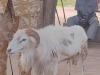 Sheep sentenced to 3 years in prison for killing a woman 