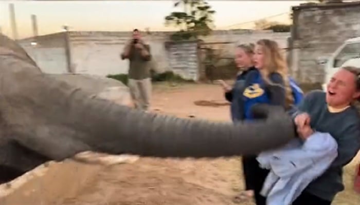 Elephant hits girl.—Screengrab via Twitter/cctv_idiots