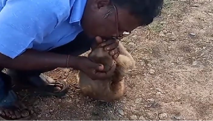 Taxi-driver gives monkey CPR.— Screengrab via Twitter/The Sun