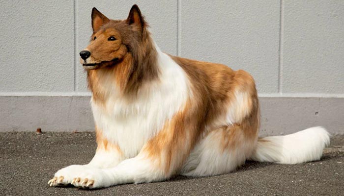 Man fulfils dream of becoming a collie dog. — Twitter/zeppetJP