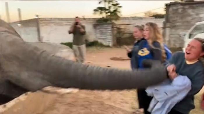 Watch: Elephant slaps girl in her face
