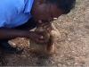 Watch: Man gives monkey CPR, saves its life