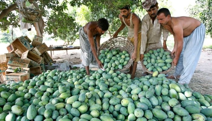 Image of men piling unripe mangoes to be distributed for sale.— Reuters