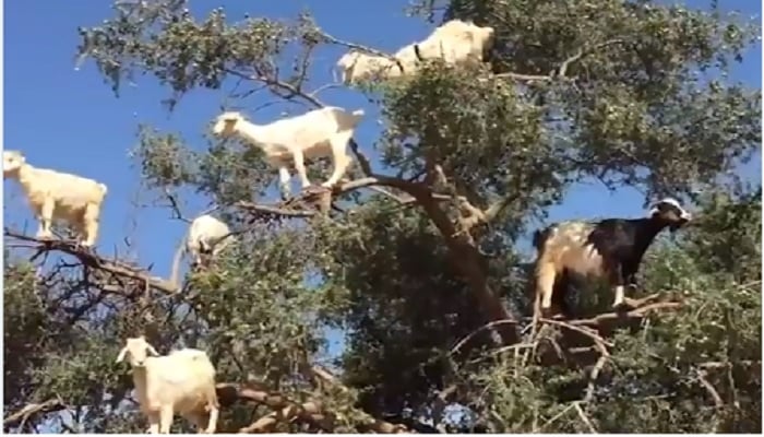 Argan goats on Argan trees.—Screengrab via Twitter/@TheSun