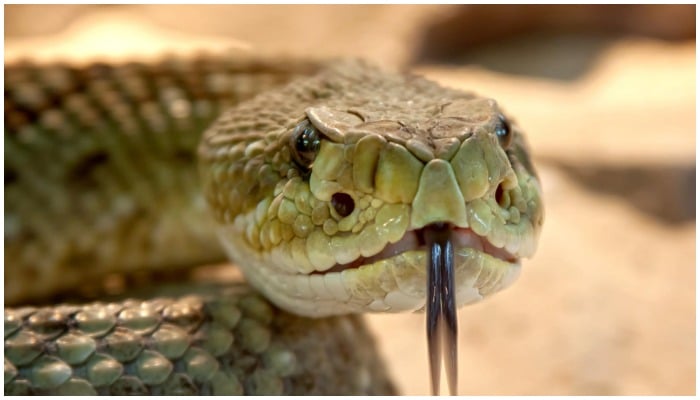 Image of a rattlesnake. — Pixabay/ Foto-Rabe