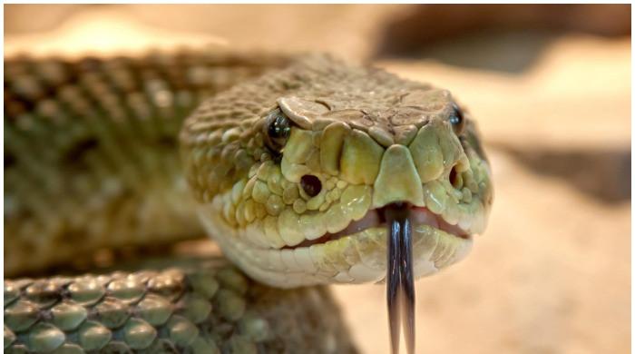 Python bites man while he plays video games in toilet