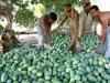 Heatwave, water shortage likely to cut Pakistan's mango production by 50%
