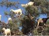 Watch: Goats 'chill' on trees