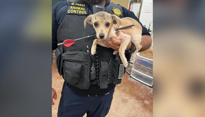 The picture shows an injured dog with an arrow through its neck. — Twitter/helpinRIVcoPETS