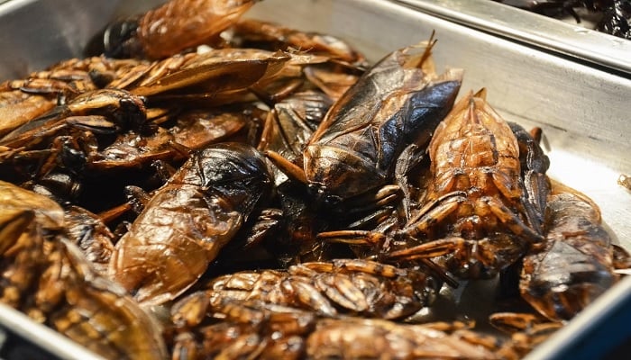 Anak-anak akan ditawari serangga di sekolah untuk menguji pengganti daging ramah lingkungan
