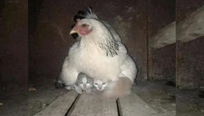 A hen taking care of frightened kittens during a storm.—Twitter/buitengebieden