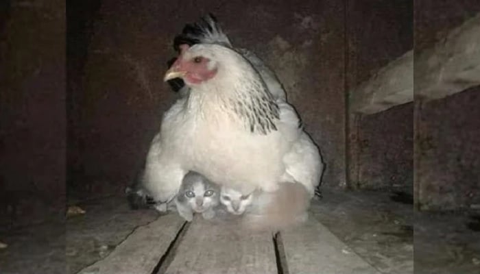 A hen taking care of frightened kittens during a storm.—Twitter/@buitengebieden