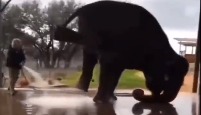 Gajah Kejutkan Pemirsa Dengan Melakukan Headstand, Netizen Marah