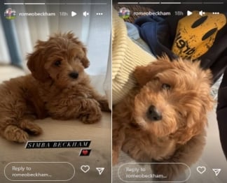 Beckhams give heartfelt welcome to Romeo’s adorable new pup Simba, see pics