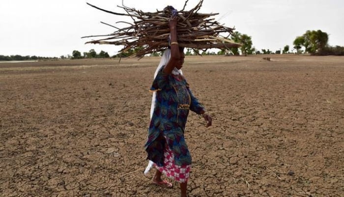 Picture showing a woman carrying wooden sticks on her head. — AFP/File