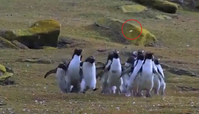 Penguins chasing butterfly.—Twitter/@buitengebieden