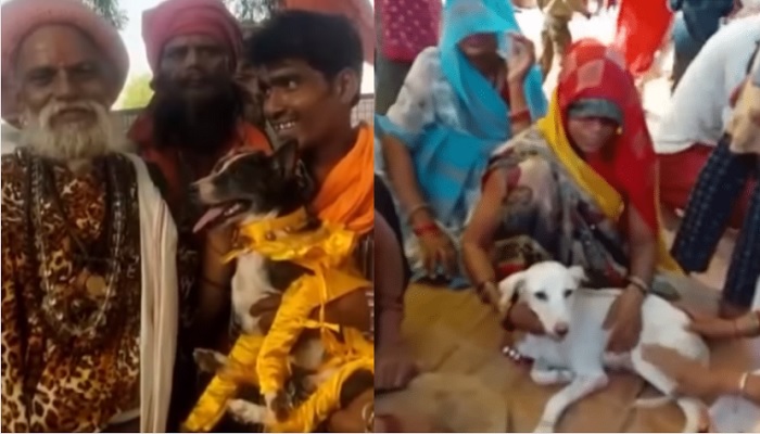 Dogs get married in Uttar Pradesh, India.—Screengrab via Instagram/Hindustan Times