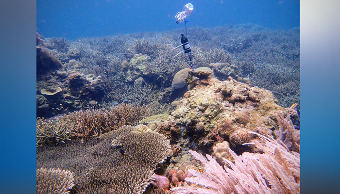 Crackling or desolate?: AI trained to hear corals sounds of life