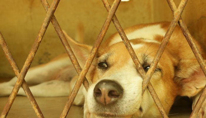 Scores of perfectly healthy stray dogs were picked up from the streets in Rawalpindi to be experimented on. — Canva/file