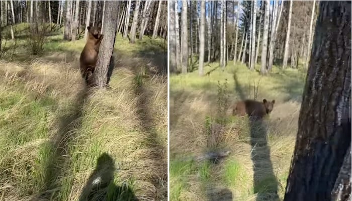 Beruang mengejar manusia saat dia mencoba mengambil gambarnya