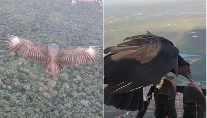 Saksikan pria ini terbang tanpa rasa takut dengan burung hering hitam besar