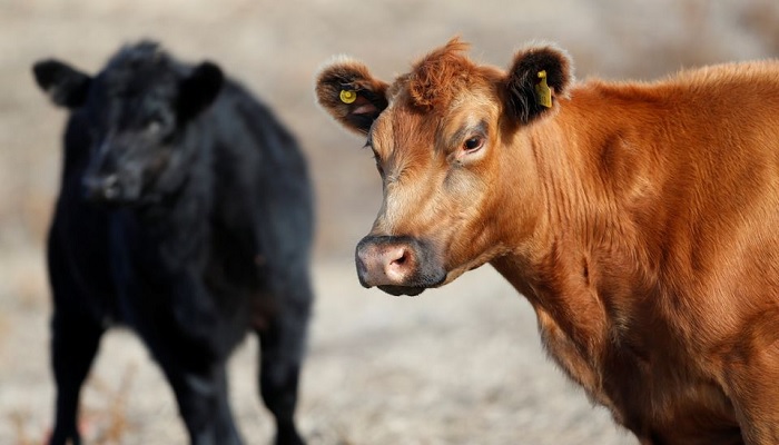 Cows are seen at a farm in Saladillo, on the outskirts of Buenos Aires, Argentina May 20, 2021.