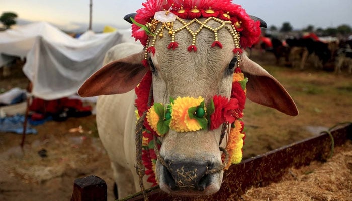 A cow decorated with colourful flowers is seen at a cattle market. — Reuters/File
