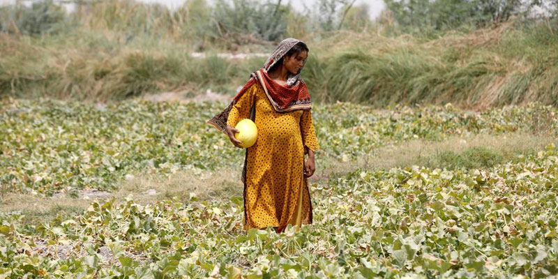 Heavily pregnant, Sonari, collects muskmelons during a heatwave, at a farm on the outskirts of Jacobabad, Pakistan, May 17, 2022. Photo: Reuters