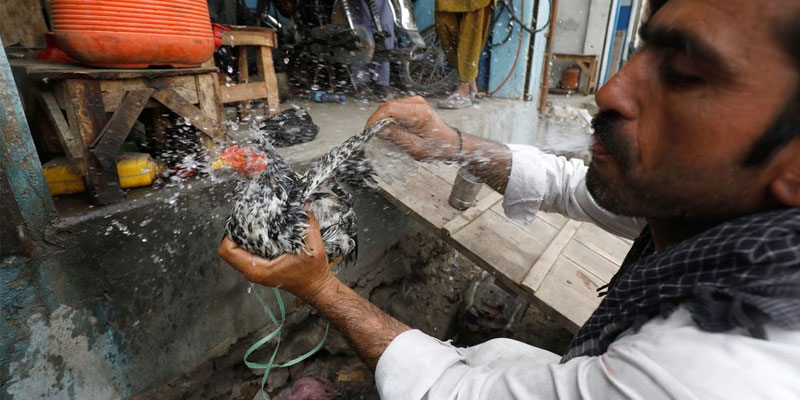 15 مئی 2022 کو جیکب آباد، پاکستان میں، ایک سبزی فروش، 37 سالہ غلام محمد گرمی کی لہر کے دوران، اپنے چکن کو ٹھنڈا کرنے کے لیے اپنے منہ سے پانی کا چھڑکاؤ کر رہا ہے۔ تصویر: رائٹرز