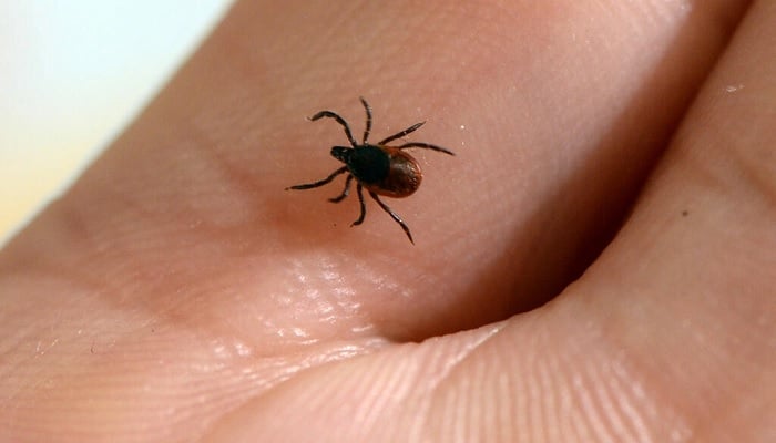 Lyme disease is the most common illness transmitted by ticks.—AFP