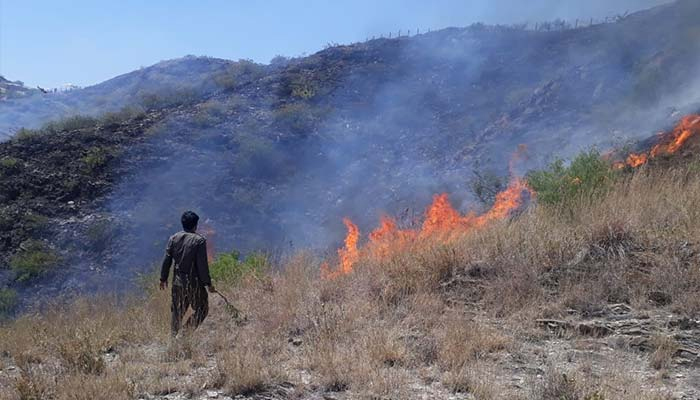 2 ditangkap karena ‘membakar’ hutan Marghuzar di Swat