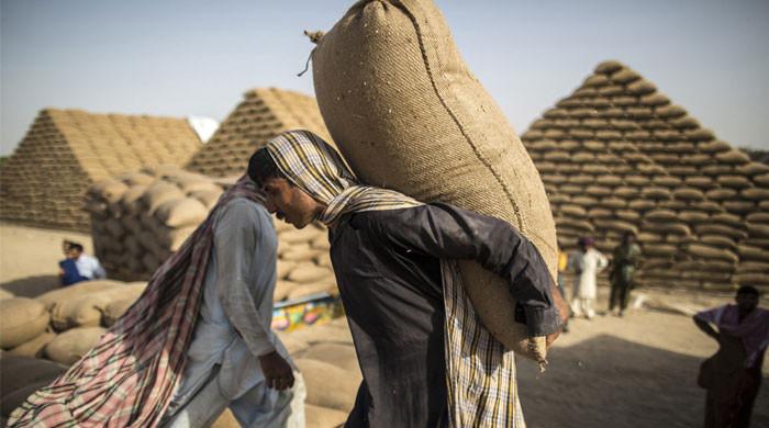 Wheat crisis and a tale of corruption in Sindh’s food department