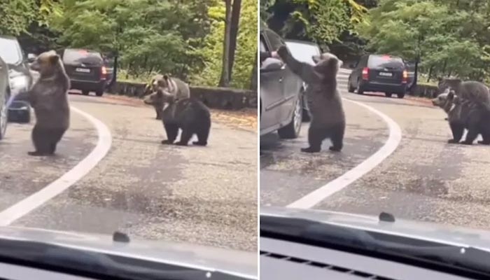 Seorang pria mendapat tos dari beruang saat menyeberang jalan