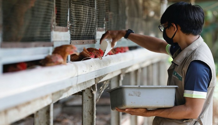 A worker feeds chickens with maggots at a Biomagg office in Depok, on the outskirts of Jakarta, Indonesia, November 23, 2021.—Reuters