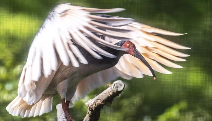 Also known as the Asian crested ibis, Japans last toki died in 2003.—AFP