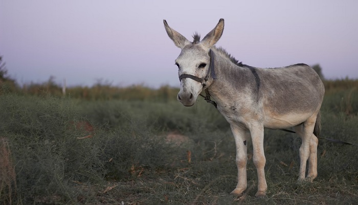 A donkey standing in a field. —Unsplash