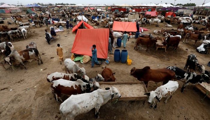A general view of bulls for sale at a cattle market, ahead of the Muslim festival of sacrifice Eid ul Azha in Karachi, Pakistan in this undated photo. — Reuters/File