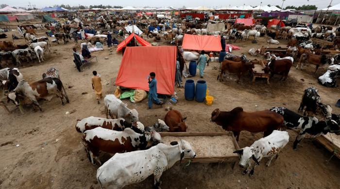 Congo virus: NIH issues advisory ahead of Eid-ul-Adha