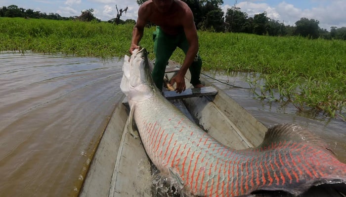 A fisherman pulls a large pirarucu from the water at a protected reserve in Amazonas State, Brazil in October 2019.—AFP