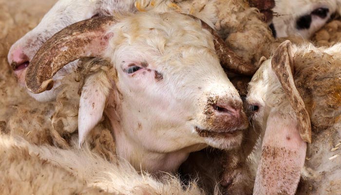 Dubai urges use of good apps to order Eid sacrifices 2 Sheep pictured inside an enclosure at an abattoir in Al Qouz industrial area in the Gulf emirate of Dubai. — AFP/File