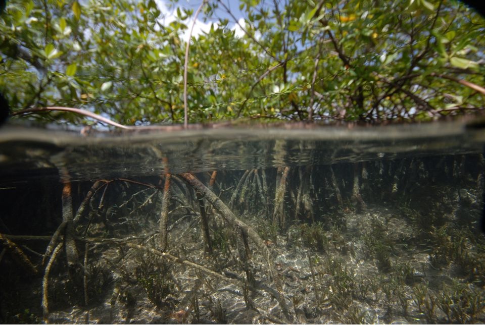 view of a sampling site among the mangroves of Guadeloupe, a French archipelago in the Caribbean, where the unusually large bacterium Thiomargarita magnifica was found, is seen in this undated handout image. Researchers at the U.S. Department of Energy Joint Genome Institute, Lawrence Berkeley National Laboratory, the Laboratory for Research in Complex Systems and the Universite des Antilles have characterised a bacterium composed of a single cell that is 5,000 times larger than other bacteria.—Reuters