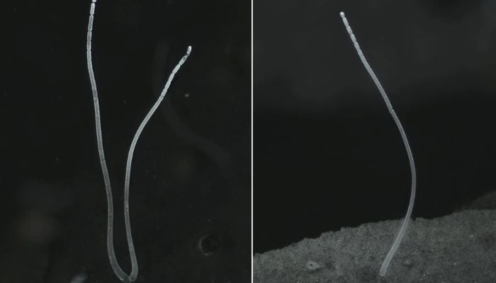 Filaments of the bacterium Thiomargarita magnifica from Guadeloupe, a French archipelago in the Caribbean, are seen in this undated handout image.—Reuters