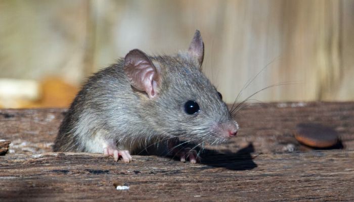 A roof rat peeks out from the railroad ties.—Unsplash