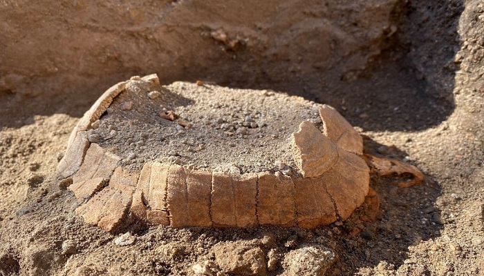 A preserved land tortoise, which was found among the excavations in the archaeological site of the ancient Roman city of Pompeii, is pictured in Pompeii, Italy, in this undated photo obtained by Reuters on June 24, 2022.—Reuters