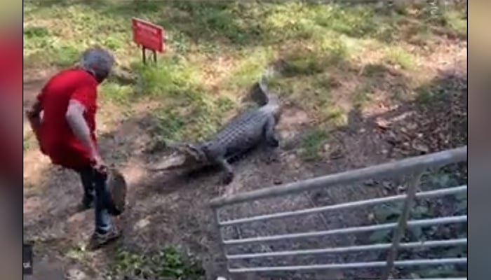 A man in Australia confronts a crocodile and hits it with a frying pan. — Twitter/TrendingNewsForYou